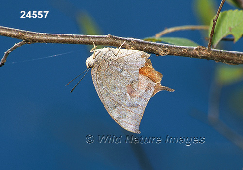 Tropical Leafwing (Anaea aidea)